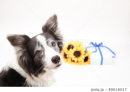 ひまわりの花束とギフトBOXと白黒のボーダーコリー ひまわりの花束とギフトBOXと白黒のボーダーコリー 89618037