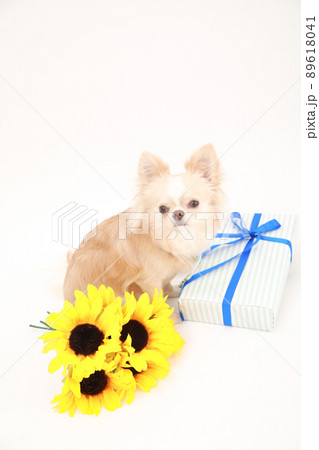 ひまわりの花束とギフトBOXとクリーム色のロングコートチワワ ひまわりの花束とギフトBOXとクリーム色のロングコートチワワ 89618041
