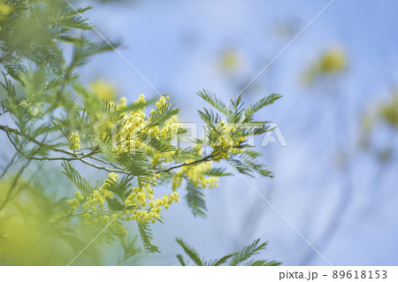 ミモザの花 ミモザの花 89618153