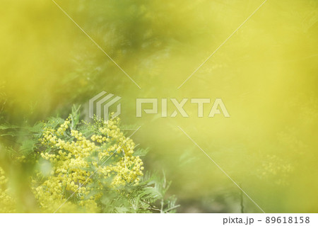 ミモザの花 89618158