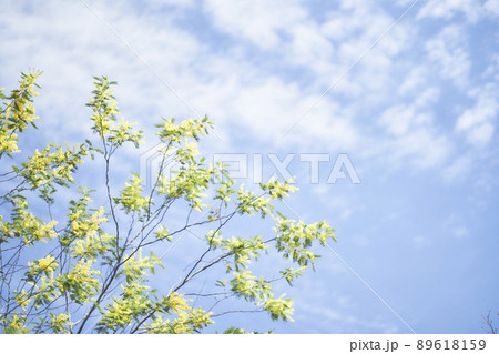 ミモザの花 89618159