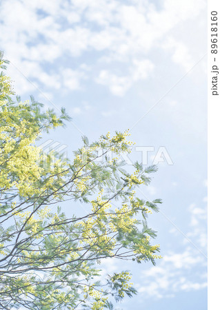 ミモザの花 89618160
