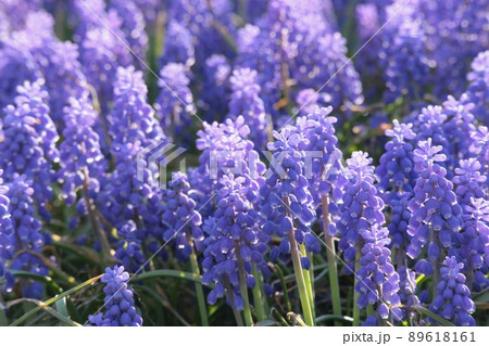 ムスカリ 89618161