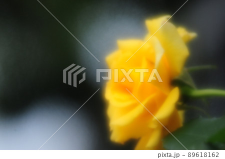 霧の中の黄色い薔薇 89618162