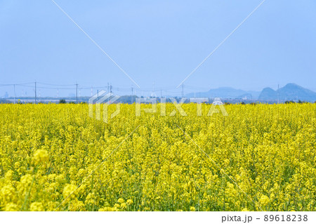 笠岡市道の駅ベイファームの菜の花畑 89618238
