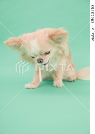 犬用の歯磨きガムを飼い主からもらえるクリーム色のロングコートチワワ  89618268