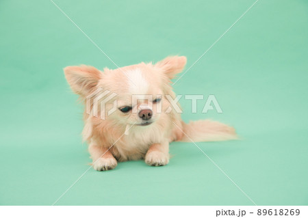 犬用の歯磨きガムを飼い主からもらえるクリーム色のロングコートチワワ  89618269