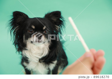 犬用の歯磨きガムを飼い主からもらえるブラックタンのロングコートチワワ  89618270