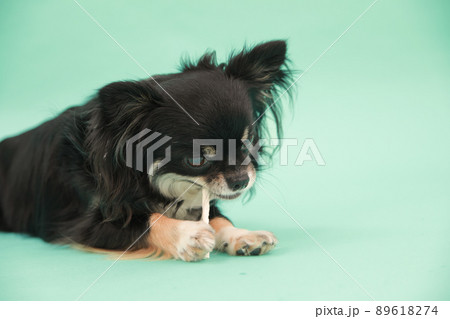 犬用の歯磨きガムを飼い主からもらえるブラックタンのロングコートチワワ  89618274