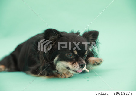 犬用の歯磨きガムを飼い主からもらえるブラックタンのロングコートチワワ 犬用の歯磨きガムを飼い主からもらえるブラックタンのロングコートチワワ 89618275