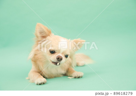 犬用の歯磨きガムを飼い主からもらえるクリーム色のロングコートチワワ  89618279