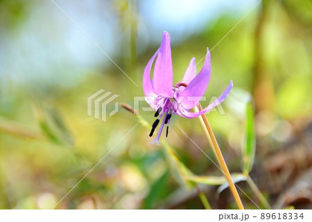 六甲高山植物園のカタクリの花 89618334