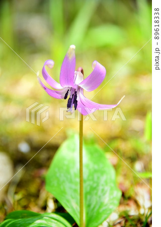 六甲高山植物園のカタクリの花 89618338
