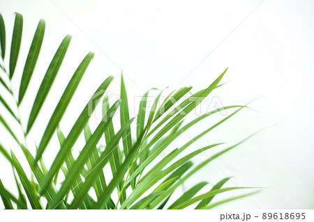 green fresh tropical houseplant palm leaves with blurred white wall background 89618695