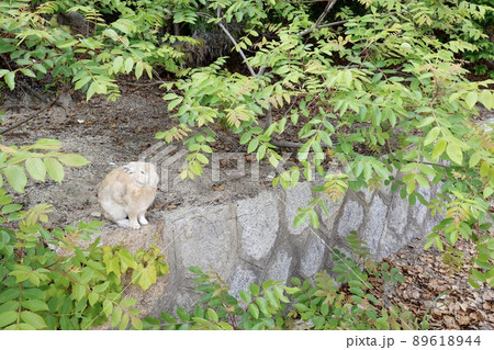 広島県竹原市大久野島のアナウサギ 広島県竹原市大久野島のアナウサギ 89618944