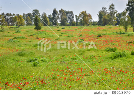 View of Eucalyptus trees and fields of red anemone flowers, Northern Negev Desert, Southern Israel, Darom Adom Festival 89618970