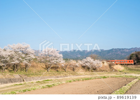 【明知鉄道】堤防沿いに咲く桜と列車 【明知鉄道】堤防沿いに咲く桜と列車 89619139