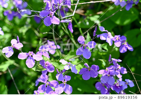 ムラサキハナナ ムラサキハナナ 89619356