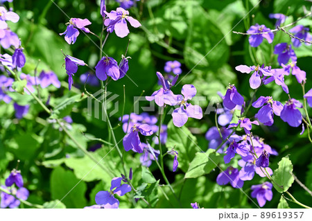 ムラサキハナナ 89619357