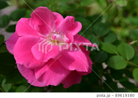 バラ・ケアフリーワンダーの花 89619380