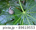 雨上がりにやつでの葉の上を這うカタツムリ 89619553