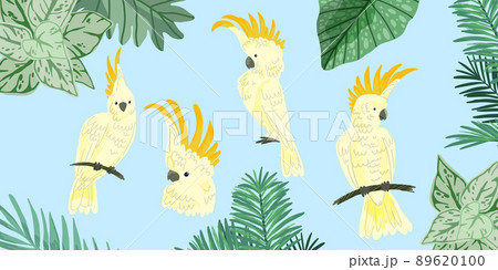 Four cute kakadu, tropical birds, hand drawn  89620100