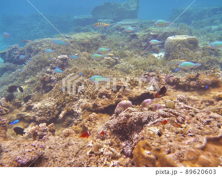 【宮古島】シギラビーチの海の中 【宮古島】シギラビーチの海の中 89620603