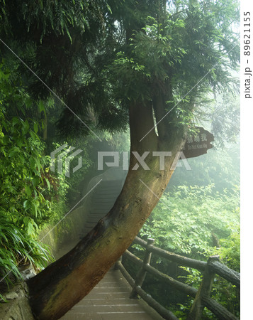 中国 張家界 武陵源風景区 黄石寨 Huangshizhai, Zhangjiajie, China 89621155