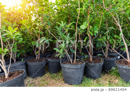 Many small plastic pots with rhododendron azalea flower bushes prepared for planting ornamental garden meadow sunny day. Seasonal plant transplantation. Landscaping design concept. Plant nursery sale 89621404