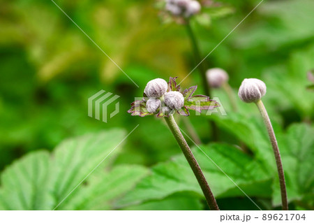 Anemone plant closed buds reaching up with leaves on green swamp background Anemone plant closed buds reaching up with leaves on green swamp background 89621704