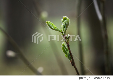 Three ants in action on a newly opening tree leaves in the forest with green blurred background Three ants in action on a newly opening tree leaves in the forest with green blurred background 89621749