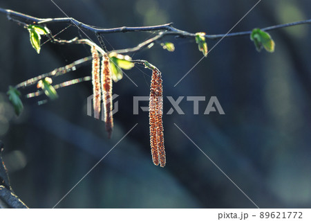 A branch of alder new leaves and catkins in sunlight, the common alder, black alder in spring with blurred dark background A branch of alder new leaves and catkins in sunlight, the common alder, black alder in spring with blurred dark background 89621772