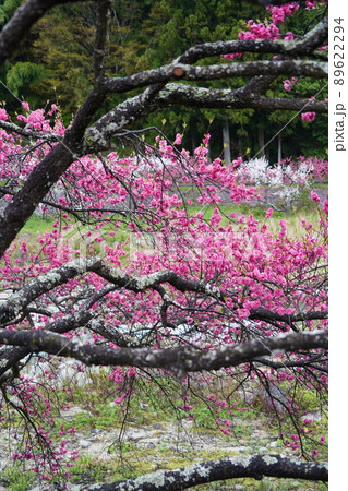 日本一の花桃は長野県阿智村の「花桃の里」これから春色に染まります。 日本一の花桃は長野県阿智村の「花桃の里」これから春色に染まります。 89622294