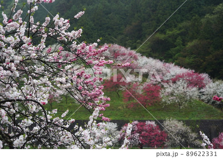 日本一の花桃は長野県阿智村の「花桃の里」これから春色に染まります。 89622331