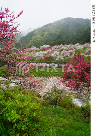 日本一の花桃は長野県阿智村の「花桃の里」これから春色に染まります。 日本一の花桃は長野県阿智村の「花桃の里」これから春色に染まります。 89622339