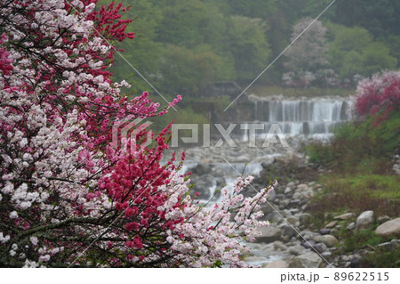 日本一の花桃は長野県阿智村の「花桃の里」これから春色に染まります。 日本一の花桃は長野県阿智村の「花桃の里」これから春色に染まります。 89622515
