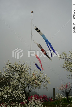 日本一の花桃は長野県阿智村の「花桃の里」これから春色に染まります。 89622604