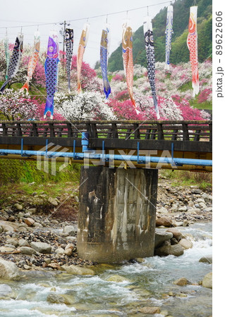 日本一の花桃は長野県阿智村の「花桃の里」これから春色に染まります。 89622606