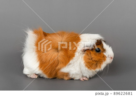 Guinea pig rosette on a gray background. cute rodent guinea pig on colored background 89622681