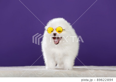 Cute Pomeranian dog in sunglasses Cute Pomeranian dog in sunglasses 89622894