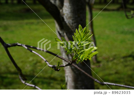 Blooming fluffy rowan leaves and round green rudiments of flowers. Isolated on a branch. At eye level 89623035