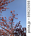 Cherry Blossoms 89623098