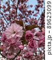 Cherry Blossoms 89623099