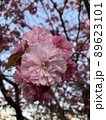 Cherry Blossoms 89623101