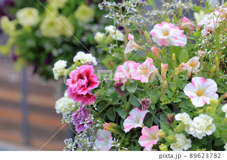 きれいに盛られた寄せ植えの花 きれいに盛られた寄せ植えの花 89623782