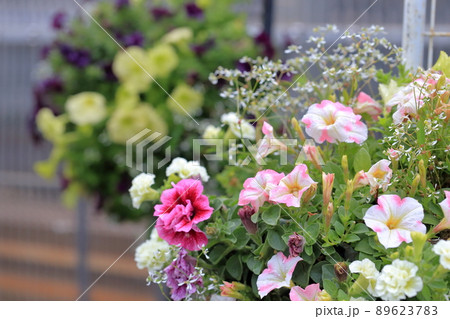 きれいに盛られた寄せ植えの花 89623783