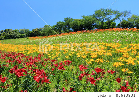 ユリの谷（可睡ゆりの園　静岡県 袋井市） 89623831
