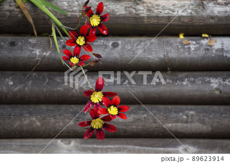 水仙アヤメ 89623914