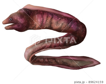 Moray eel 89624159