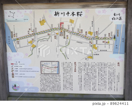 新川千本桜 江戸川区新川 新川千本桜 江戸川区新川 89624411